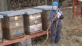 upratovanie na včelnici