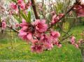 Broskyňa obyčajná (Prunus persica)