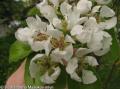 Hruška obyčajná (Pirus communis)