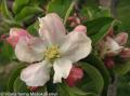 Jabloň domáca (Malus domestica)