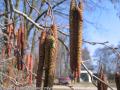 Jelša lepkavá (Alnus glutinosa)