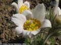 Poniklec veľkokvetý (Pulsatilla grandis)